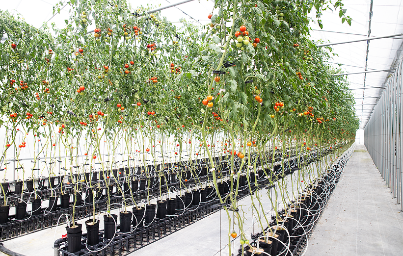 低段密植栽培中玉トマト栽培イメージ