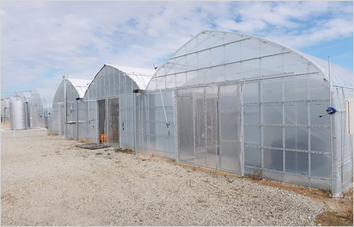 アグリテック古川株式会社トマト栽培ハウスイメージ