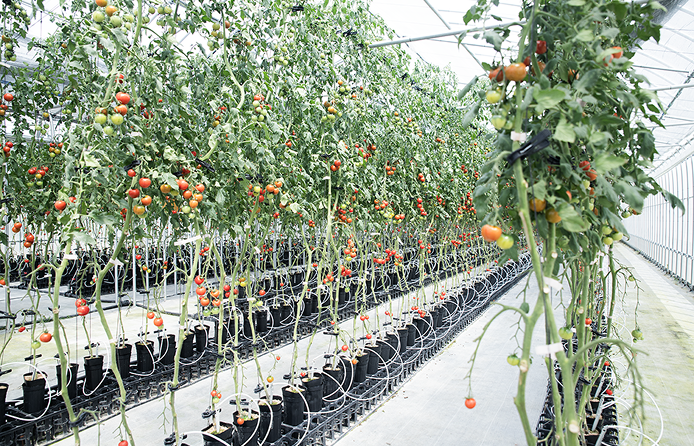 低段密植栽培風景