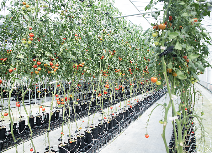 養液栽培×密植栽培のハイブリッド技術イメージ