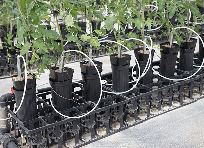 清潔・安定の栽培環境