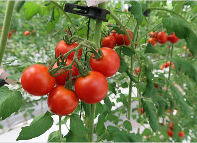 糖度も安定。スイーツ感覚の甘さ