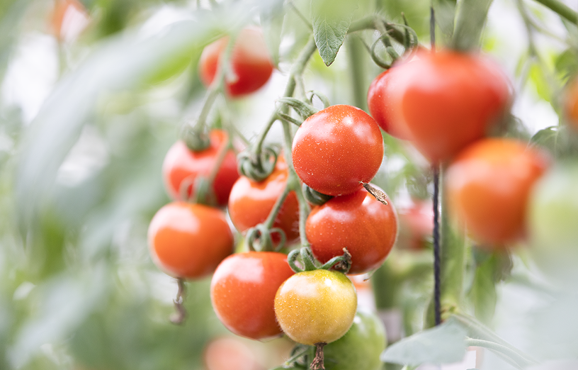 中玉トマト(フルティカ)イメージ