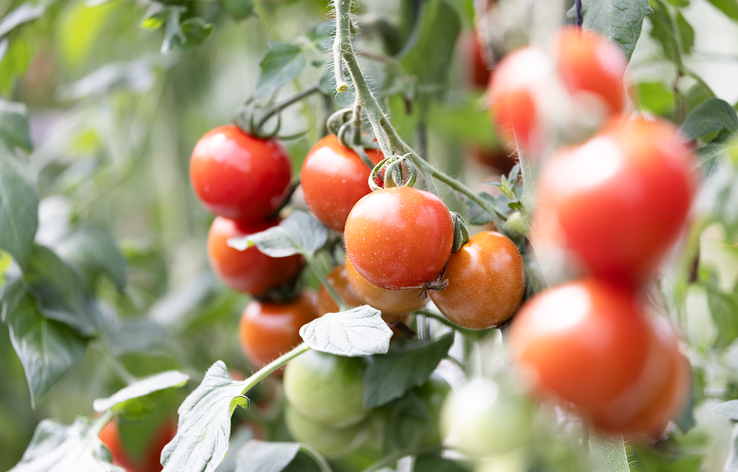 中玉トマト（フルティカ）イメージ